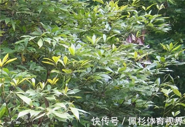 曾是皇家专用木材,如今树苗一棵不到12元,金丝楠木为啥不香了?