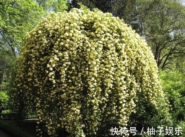 院子再小,也要养棵它,2年长一片,开花特别美,左邻右舍都说香