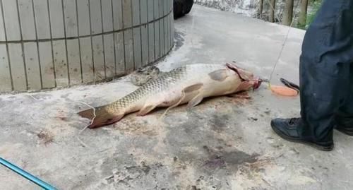 珠江|男子珠江钓起“鲤鱼王”,40斤体长超1米,应该放生吗