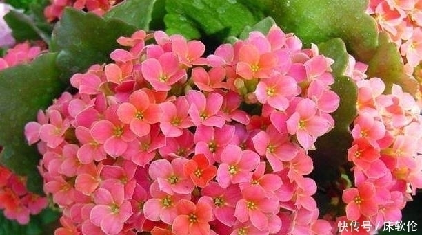 练手|这5种盆栽植物,不浇水反而越长越好,最适合新人练手