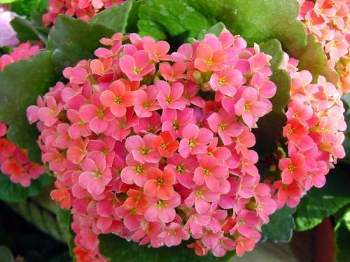 这几种花便宜好养开花多，每次开花满屋飘香，比吊兰绿萝强多了