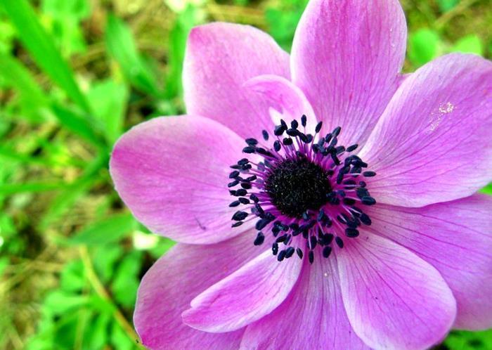 紫色系花草有哪些?这6种漂亮优雅的小紫花,你见过几个