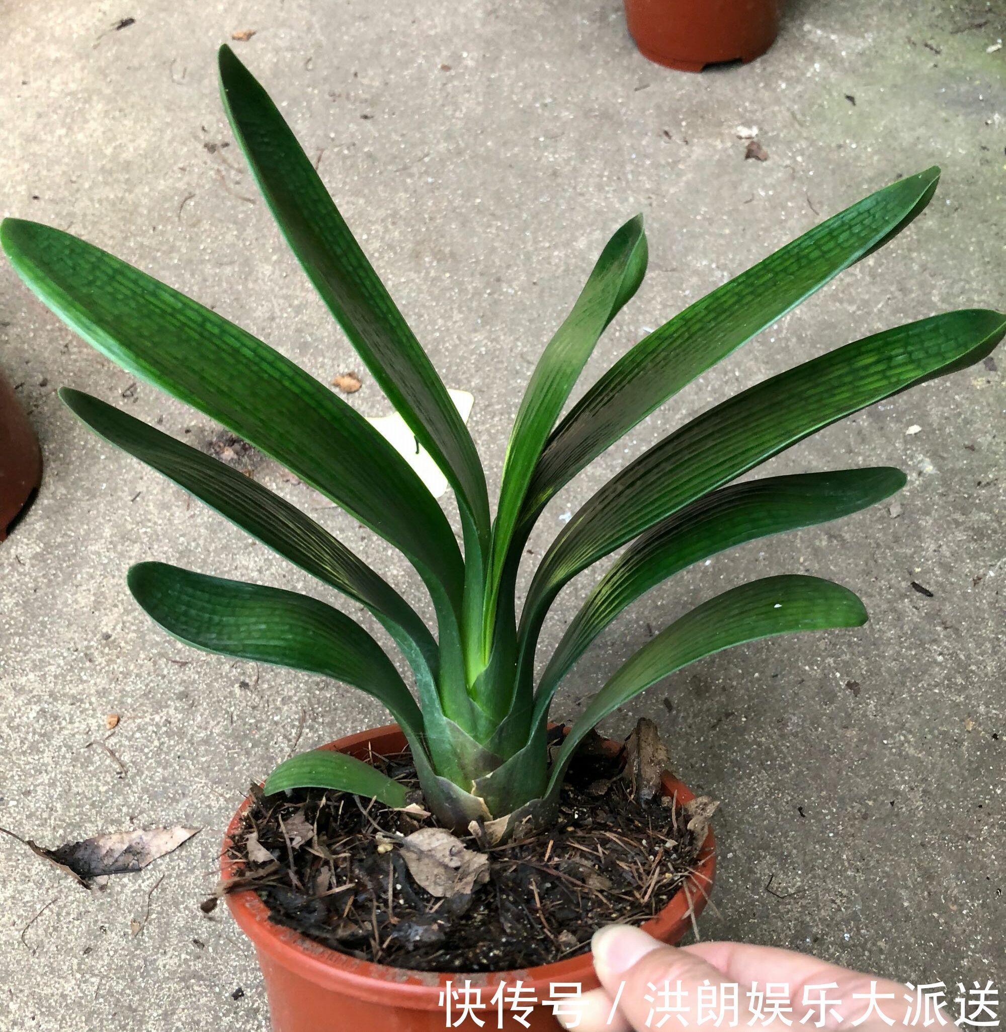 磷酸二氢钾|君子兰窜剑后该如何浇水容易忽视这个小细节,很多人中招