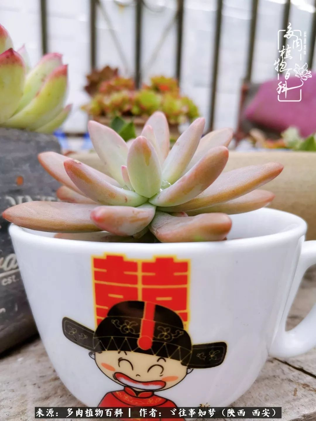 愿你付出甘之如饴,愿你所得归于欢喜!