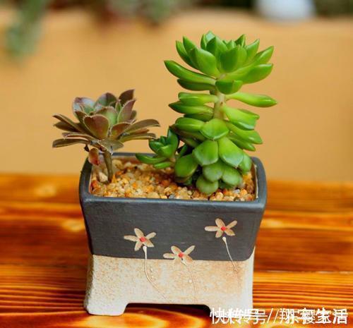 根系|天越来越冷,多肉应该如何正确浇水?几招好方法,易上手、好操作