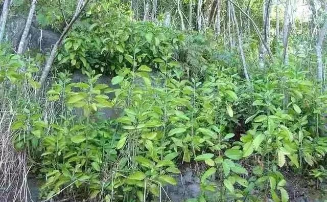 4种花卉不要随便丢,小心它们长满你家院子