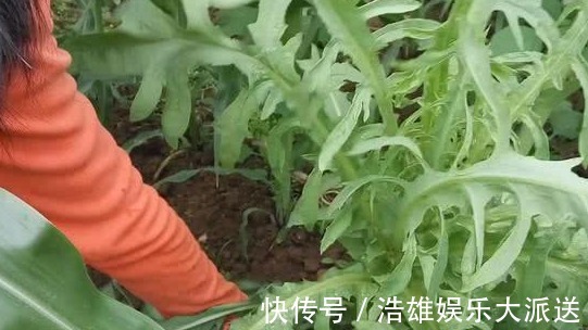 风里雨|农村一种苦苦的菜,一般人吃不惯,常吃有抗肿瘤的作用,认识吗