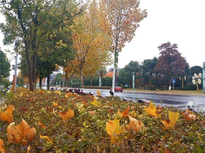 风景迷人|领略落叶之美 吉安城南市民广场冬季风景迷人