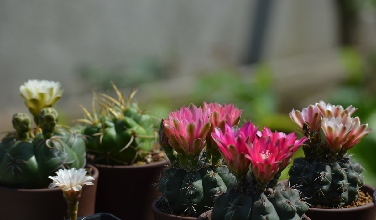 这6种花适合小盆养，用小盆，少管它，反而越长越旺，花开爆盆