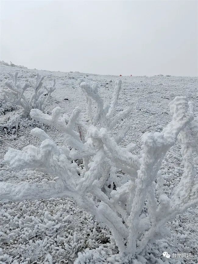 美景|天台大雷山雾凇美景玉树琼枝晶莹剔透令人神往！