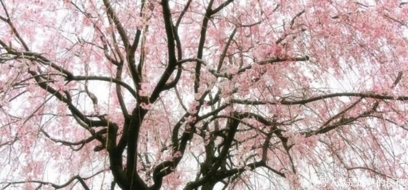 这首诗#王安石这首诗也被严重低估了,句句是经典,最后两句美得令人心醉