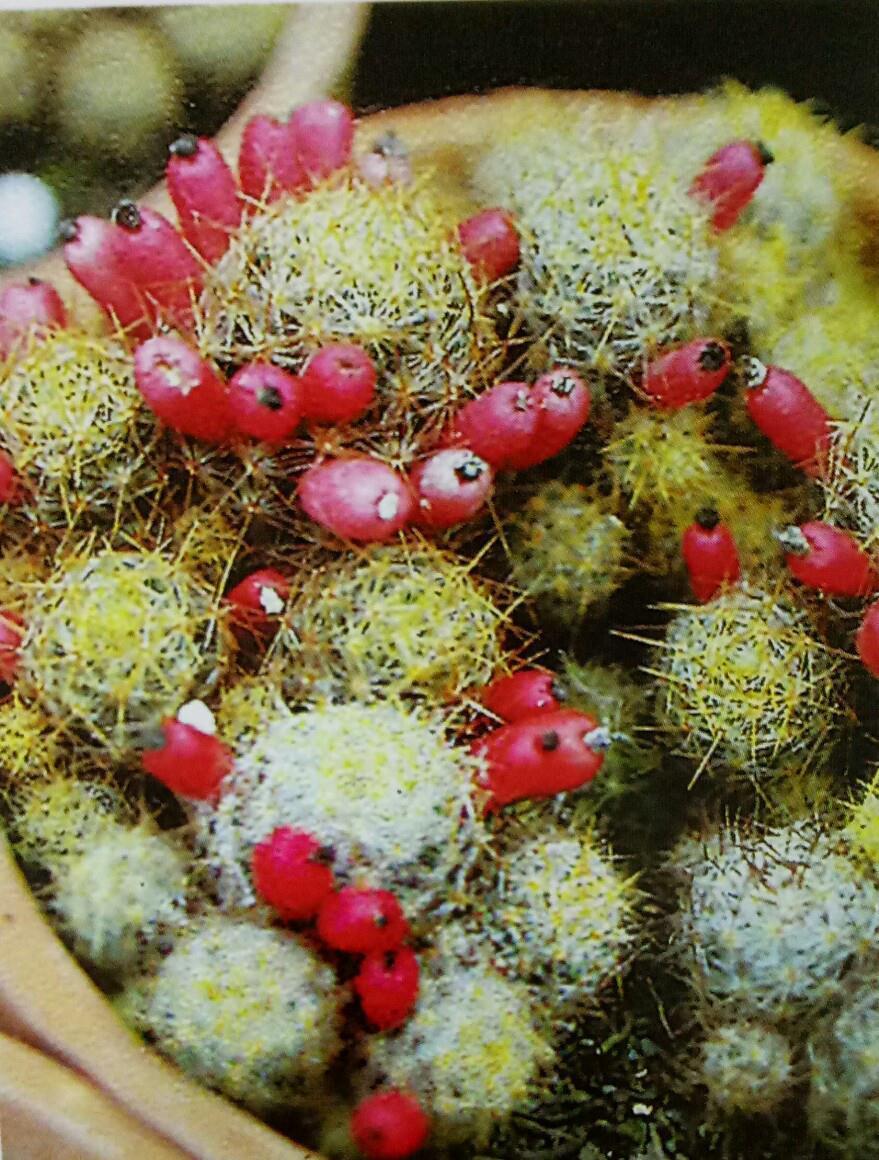 绵毛|8种奇异有趣的仙人掌,见过5种的人就神了