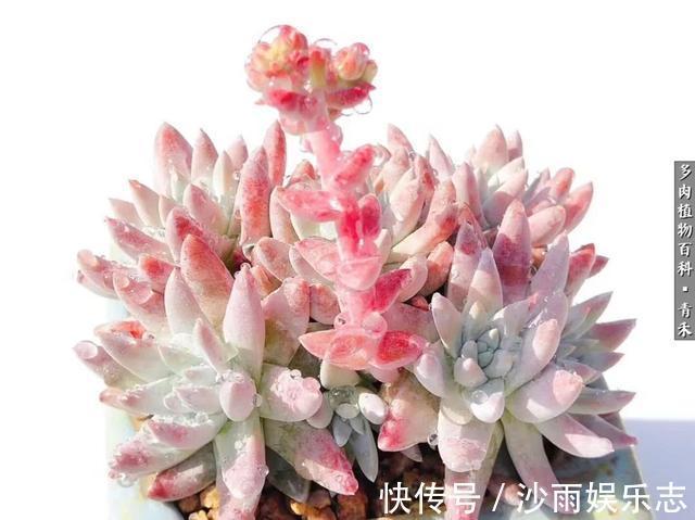 秋姑娘|秋天来了，你的多肉们做好季节交替的准备了吗