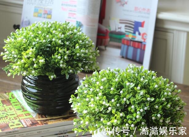 夏天|夏天就种5种花，一点不怕晒，再热的天都没事！