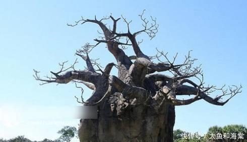 世界十大奇异植物!太妙了!