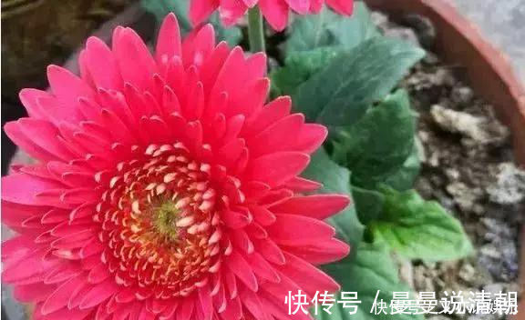 叶片|家里这几种花，哪怕干得“打蔫”，也不要往叶子喷水，否则只剩下花盆