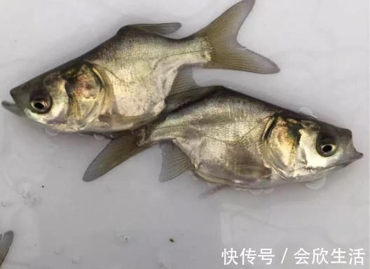 养殖户|俗称仙骨鱼,人为培育的残疾鱼,专供剁椒鱼头,南方已产业化养殖