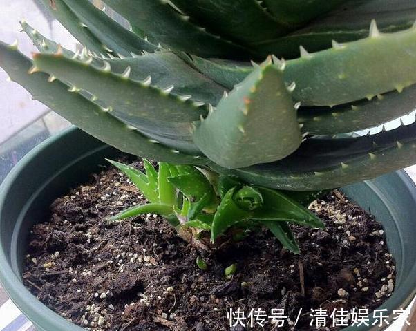 花卉|夏季养花,首选这些不怕晒,不怕旱的花卉,养着省心、看着养眼