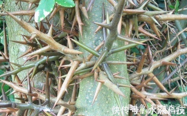 伙伴们|农村一种满身刺的植物,蛇见到就跑,刺却很珍贵,80元一斤