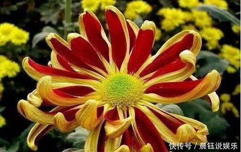 4种花号称开花劳模,花期全年,好看又好养,很值得拥有,美极了