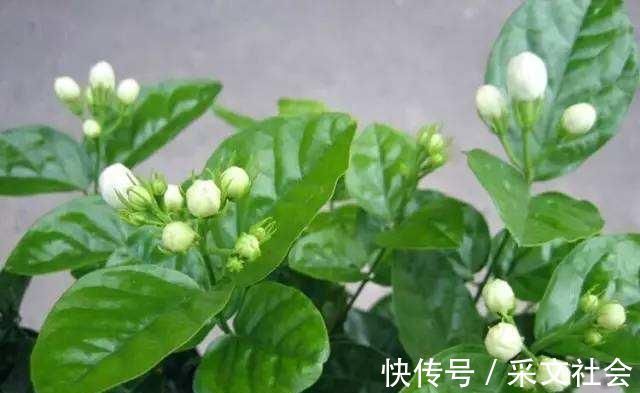 小技巧|茉莉花都养不活快学3个“小技巧”,生长开花不间断,满屋飘香