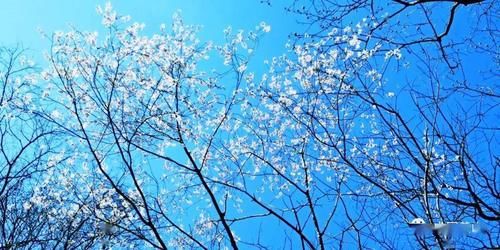 中年|黄山风景区：花谷山花正烂漫 踏青赏花正当时