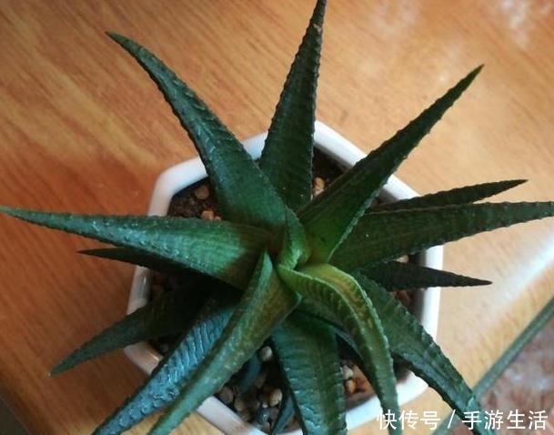 养花需“氮磷钾肥”怎么办别再花钱买了,上厨房找找全都有了!