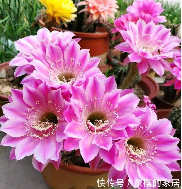 4种漂亮花,好养易活,花开不断,养在阳台美极了