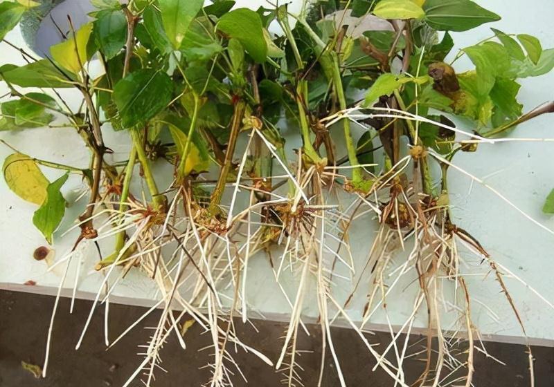 牛人自制2种生根液,2元让根系疯长1年,花卉一天一个样