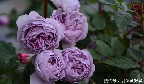 院子里种了13棵藤本月季,各有优缺点,到底哪种好!