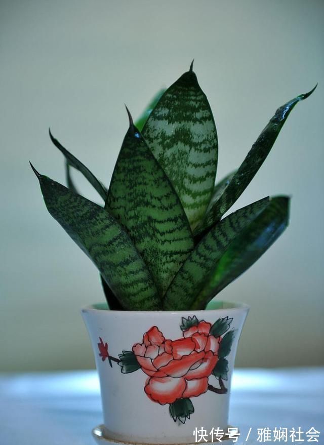 最不耐寒的“三种花”，天冷赶紧搬进屋，小心冻黄又冻伤