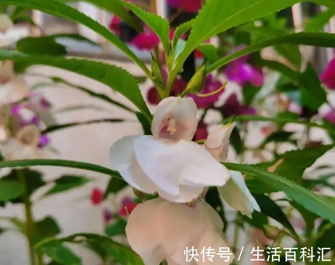 这4种花不易生病好养活,开花就爆盆,园艺新人小白入手不吃亏