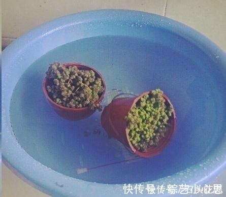 浇水|养花“干透浇透”你真的懂吗？很多人做错了，难怪盆土板结！