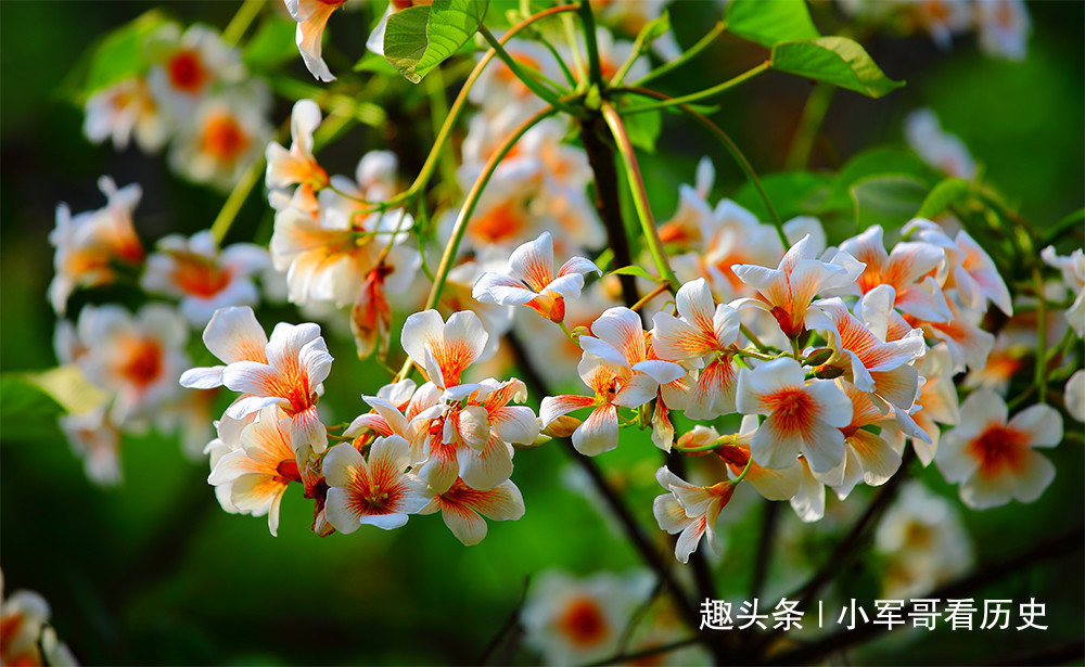 感情|此花漫天飞舞像极了初恋，对待感情困惑心神不宁，是情窦初开的爱