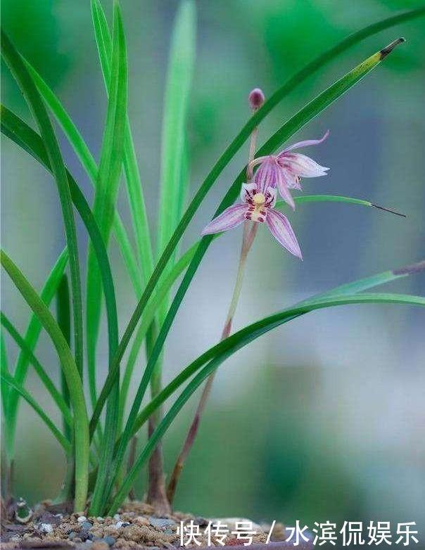 营养|养花配土,路边捡“天然酸性土”,稍加处理,秒变“万能营养土”
