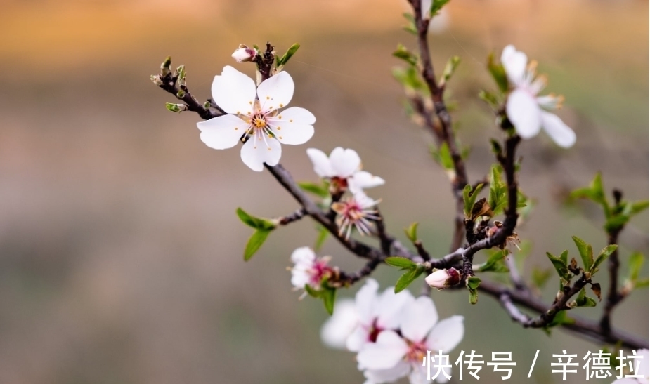 生肖|6月底，浪漫不够，情深来凑，3生肖爱得迟钝，越陷越深，刻骨铭心