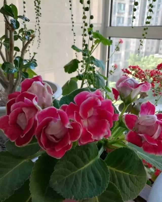 “10种花”好养又漂亮,有点散光就“生长”,花叶俱美,富贵大气