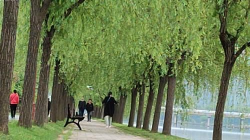 这里柳树成荫，还新增休闲椅，大家可以过来看江景、发呆……