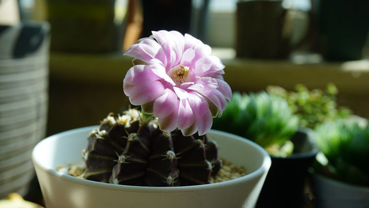 家里要养几种花，开花吉祥又喜庆，比牡丹美，比绿萝好养！