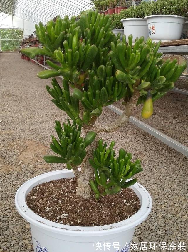 花友|养多肉3年顺风顺水，多亏选了6种大普货，现在全是大老桩