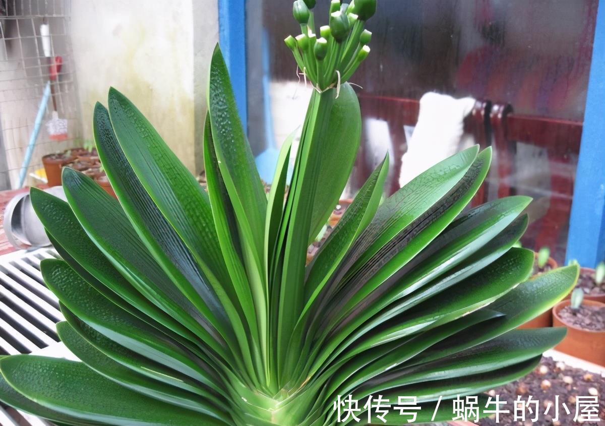 美美哒|夏天的君子兰,懒养才行,做到3个少,叶厚实油绿年年能开花