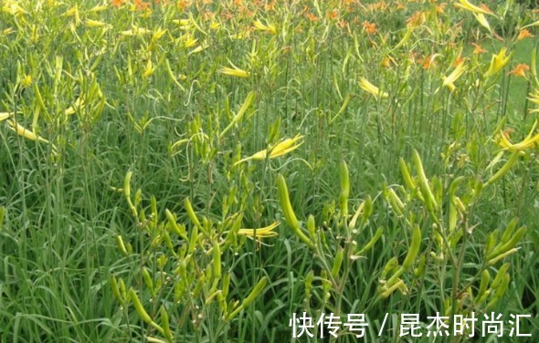 株丛|黄花菜降低血压、润肤抗衰,农民只需掌握四点,收获高产的黄花菜