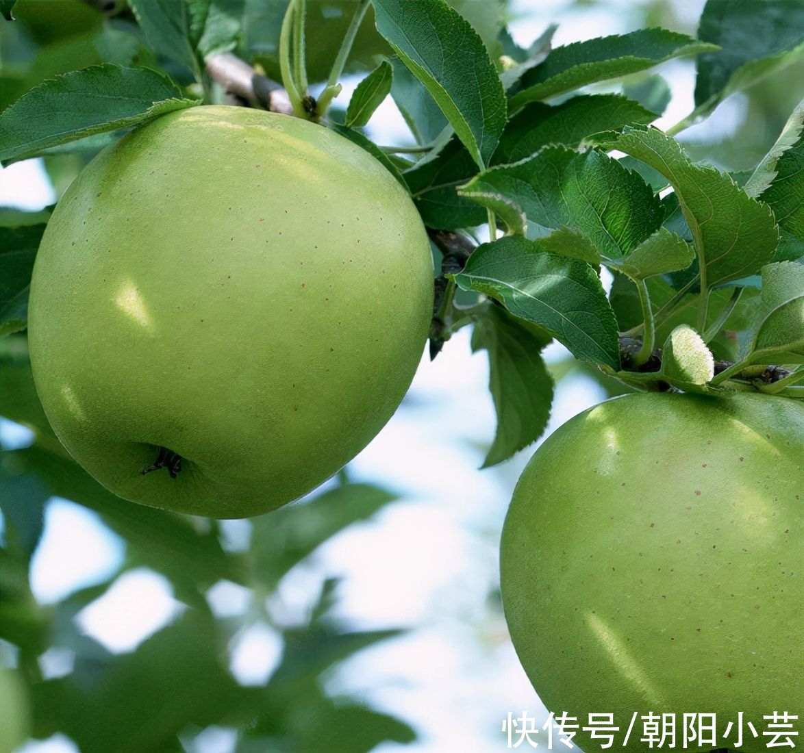 苹果|COR-冠菌素，帮助苹果增糖转色提质，卖相好味道佳，卖上好价