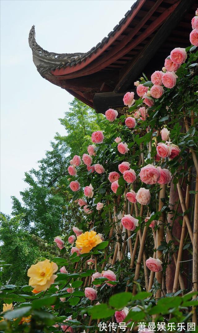 太阳能|乡村庭院设计，如果农村有房，干嘛住城里，建个这样的院子美翻了