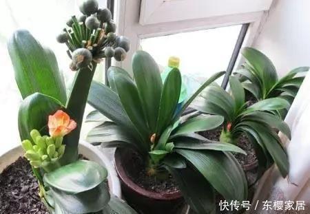 2种小药片,砸碎扔水里浇花,不烂根,不黄叶,花卉越长越旺