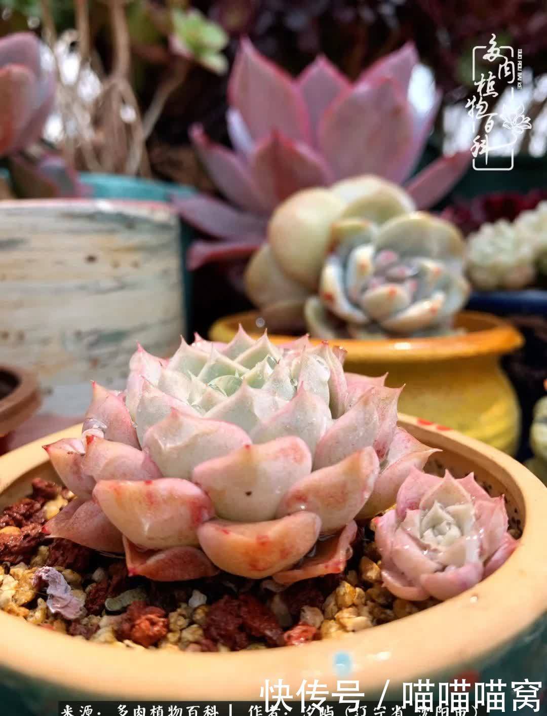 美杜莎|偶然相遇多肉,却成为心中挚爱!