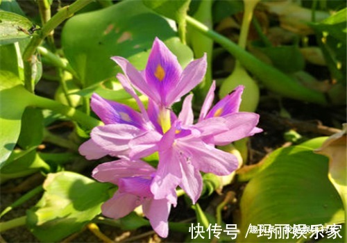 歪头菜|女性推荐常吃4种食物，排出毒素，调理月经，预防子宫早衰