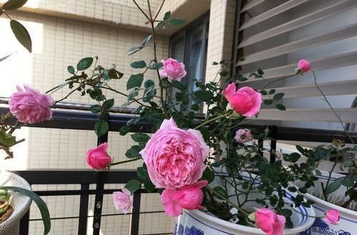 扦插|入秋扦插6种花，7天就生大白根，告别黑腐烂，花开量大