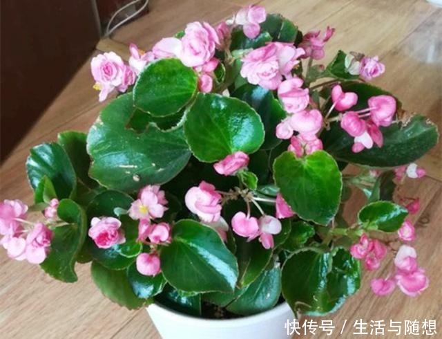 四季海棠“养不够”，不用买，剪根“枝条”长1盆，教你如何操作！