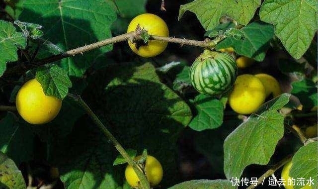 提个醒:见到此野果,一定要拔回家,好处不请自来,作用非常大